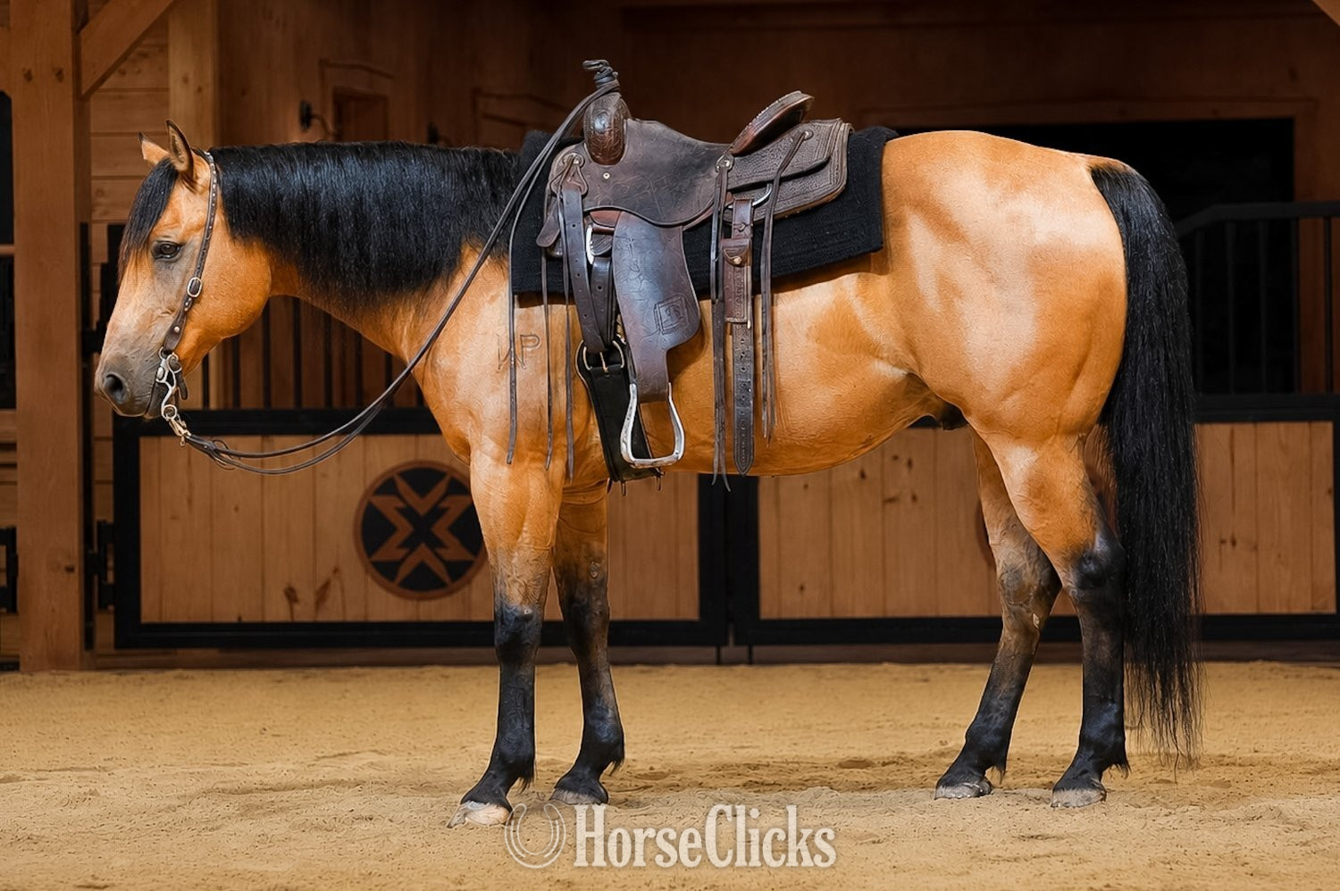 "CONCHO" Buckskin Gelding Quarter Horse in Pennsylvania