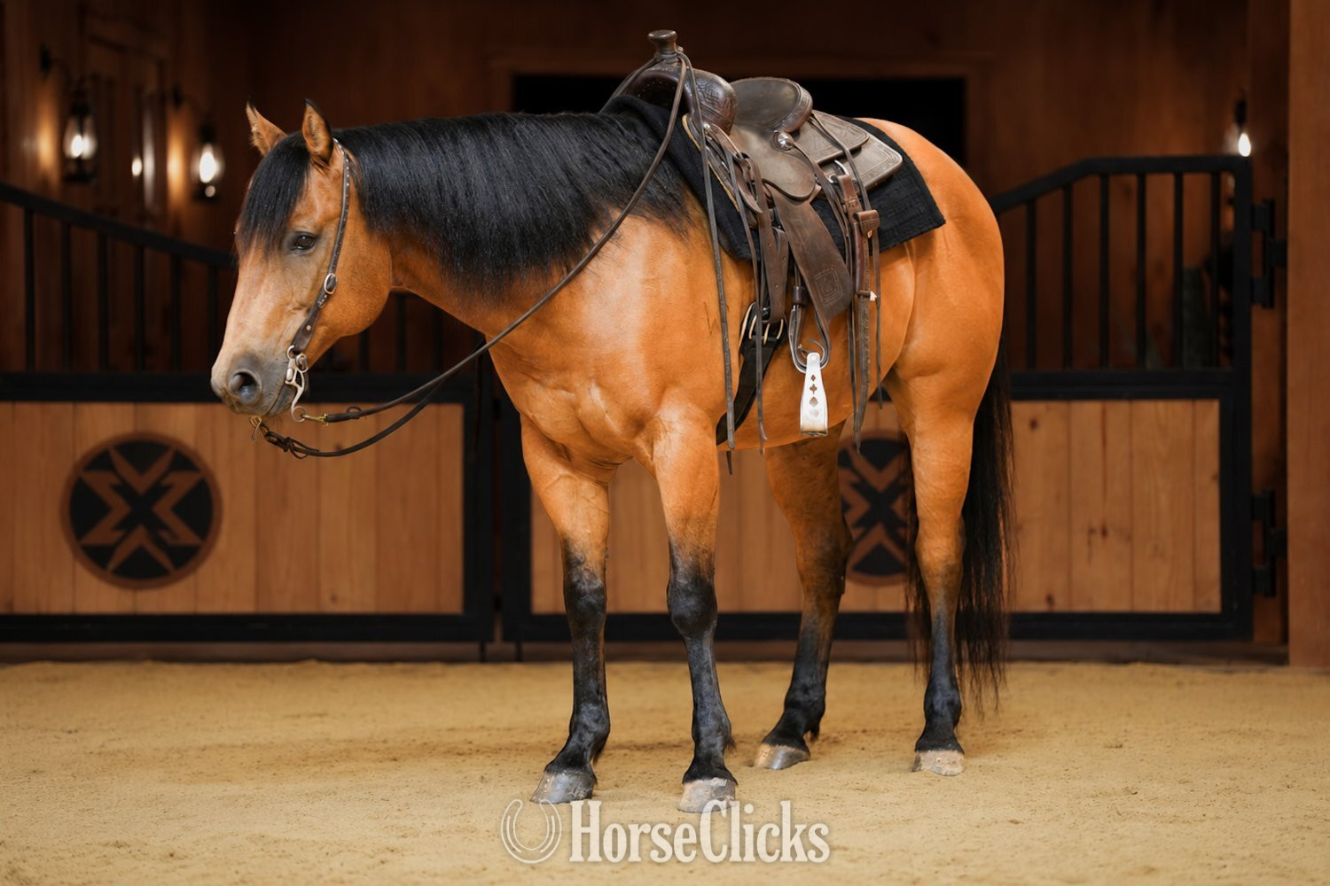 "CONCHO" Buckskin Gelding Quarter Horse
