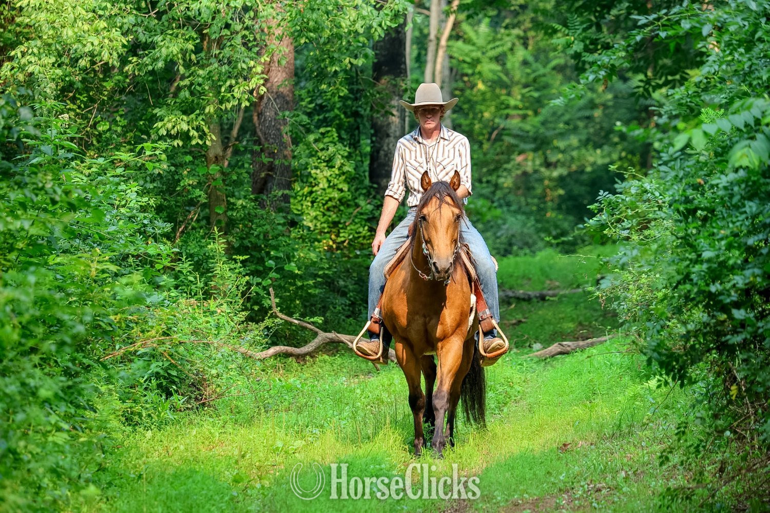 Pennsylvania "CONCHO" Buckskin Gelding Quarter Horse