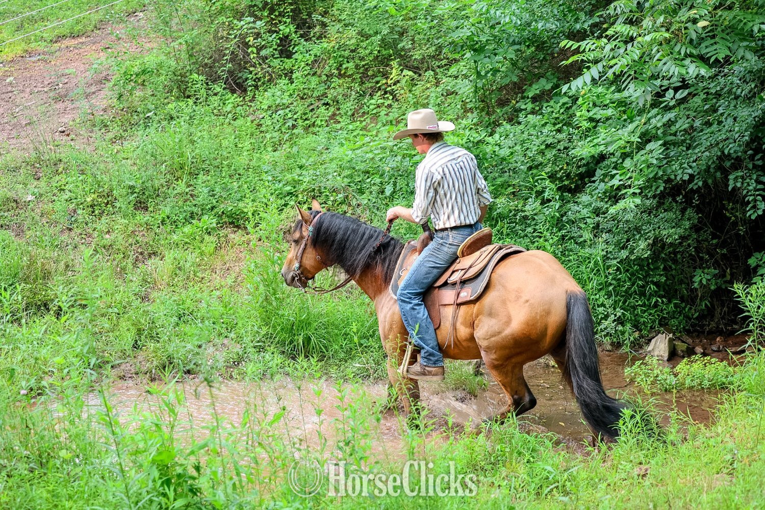 "CONCHO" Buckskin Gelding Quarter Horse Pennsylvania