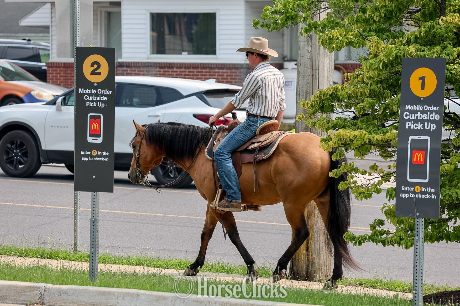 Quarter Horse - "CONCHO" Buckskin Gelding Quarter Horse in Pennsylvania