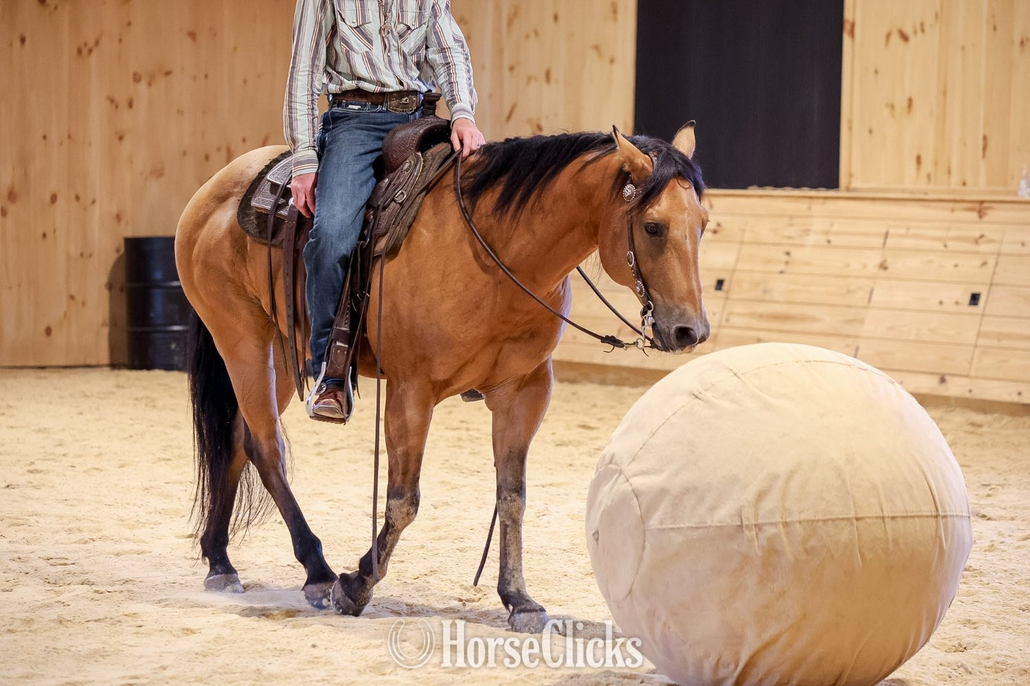 Quarter Horse - "CONCHO" Buckskin Gelding Quarter Horse