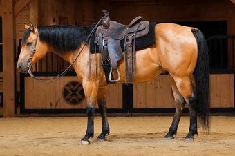 "CONCHO" Buckskin Gelding Quarter Horse