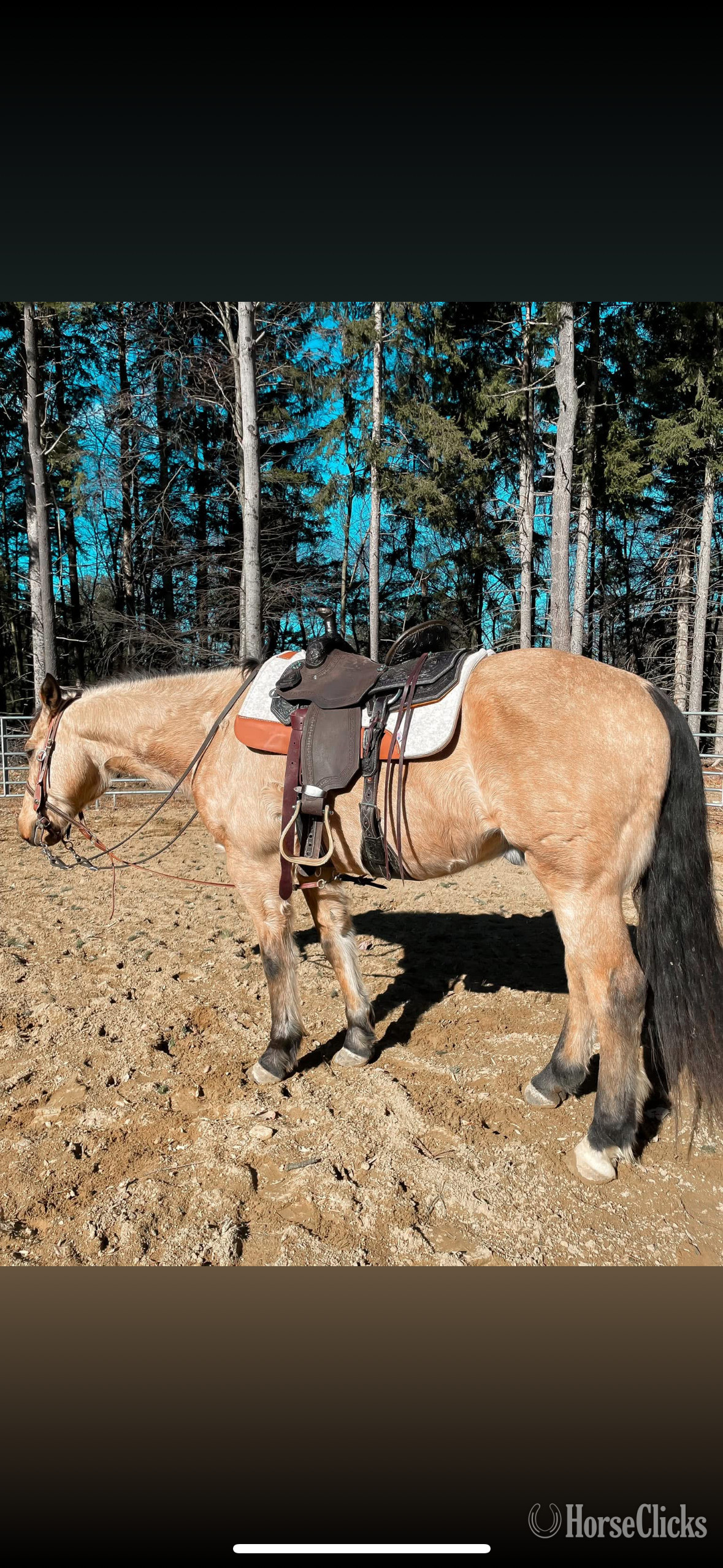 "Bull" Buckskin Gelding Quarter Horse in New Jersey