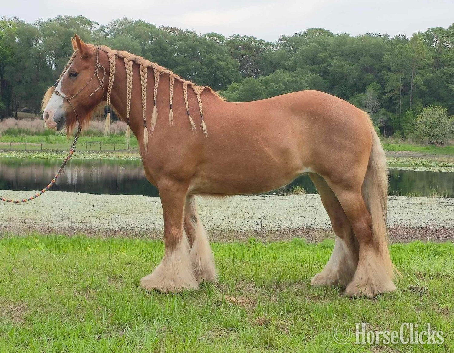 "POSH" Chestnut Mare Gypsy Vanner in Florida