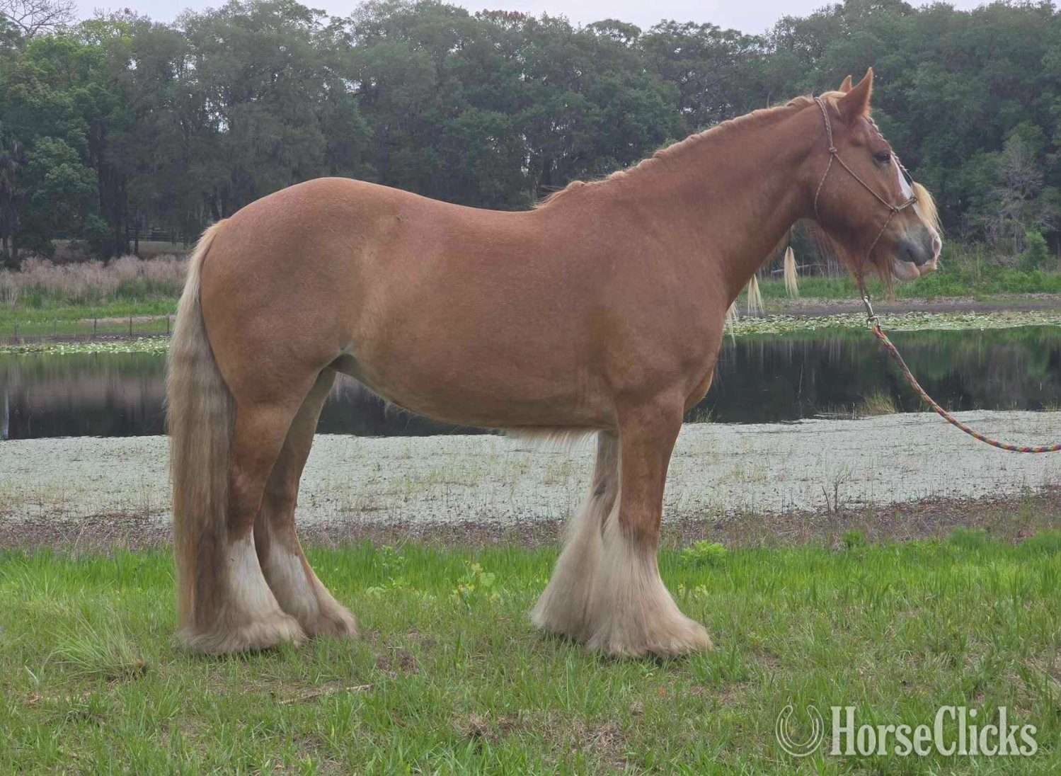 "POSH" Chestnut Mare Gypsy Vanner