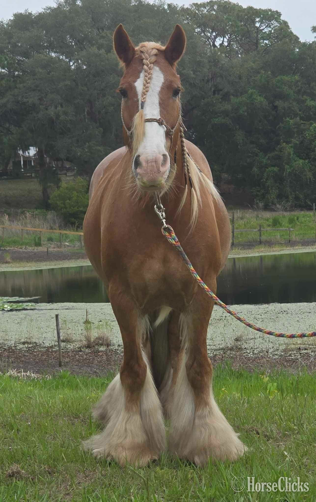 Florida "POSH" Chestnut Mare Gypsy Vanner