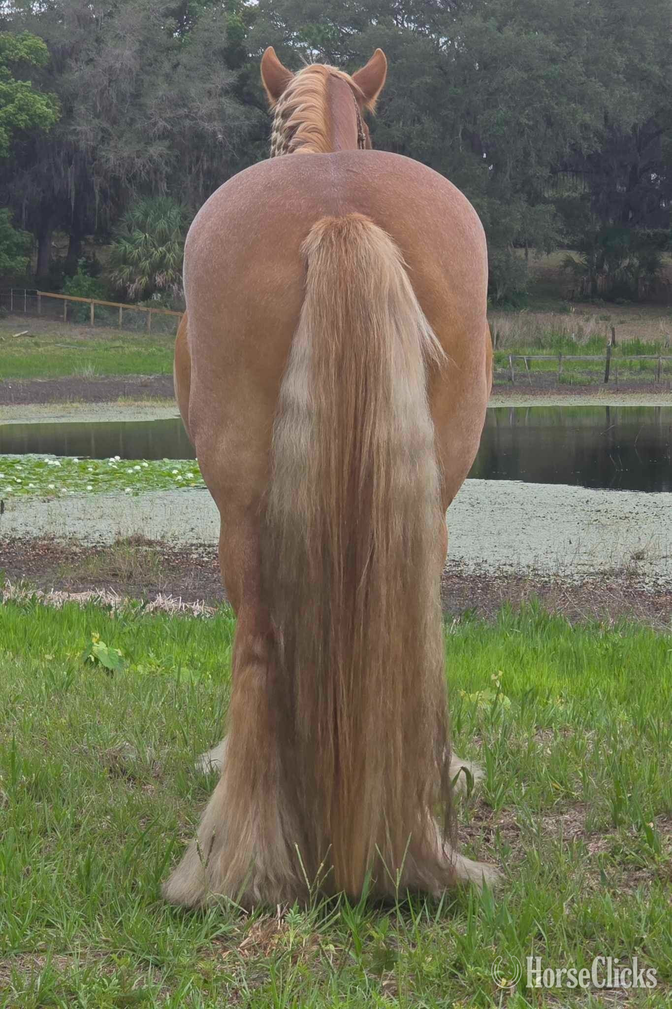 "POSH" Chestnut Mare Gypsy Vanner - Gypsy Vanner in Florida