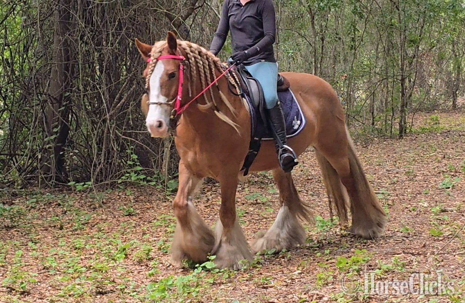"POSH" Chestnut Mare Gypsy Vanner - Gypsy Vanner