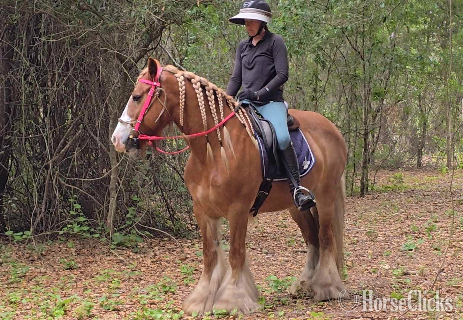 "POSH" Chestnut Mare Gypsy Vanner Florida