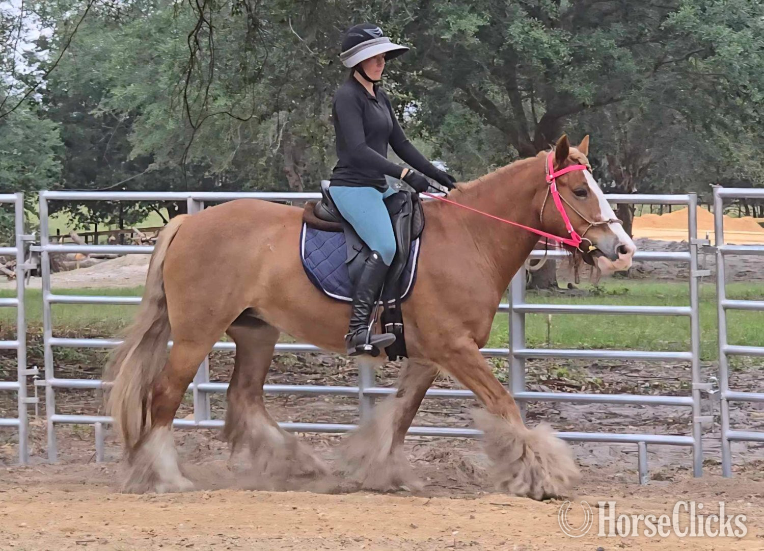Gypsy Vanner - "POSH" Chestnut Mare Gypsy Vanner in Florida
