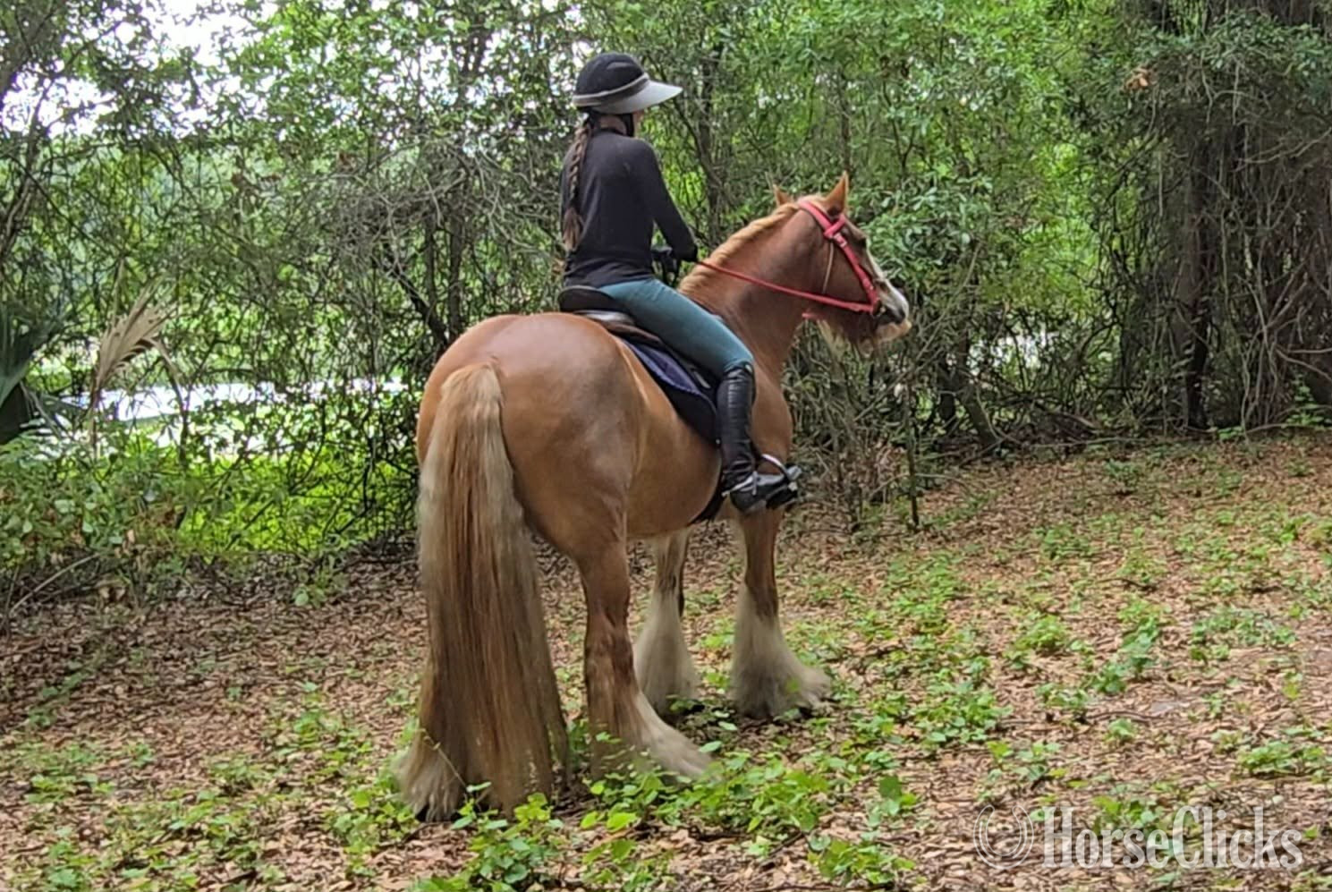Gypsy Vanner - "POSH" Chestnut Mare Gypsy Vanner