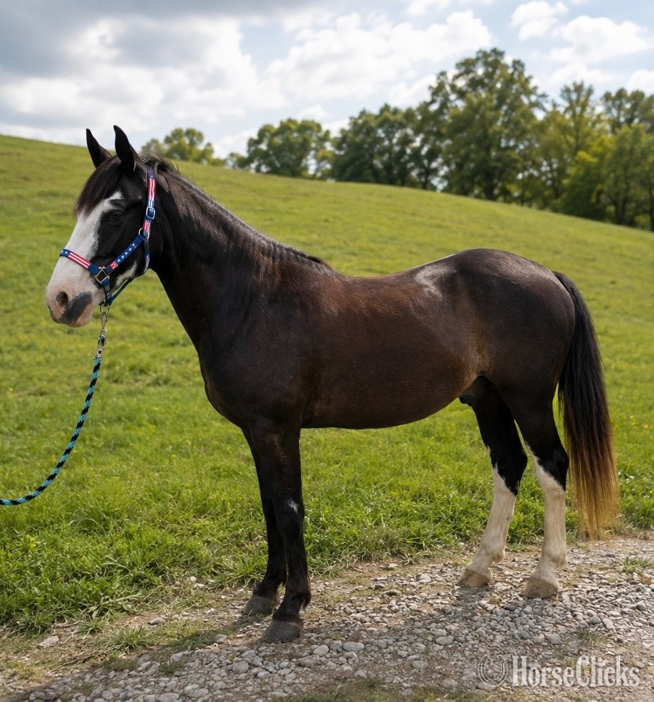 "Oreo" Black Gelding Tennessee Walker in Kentucky