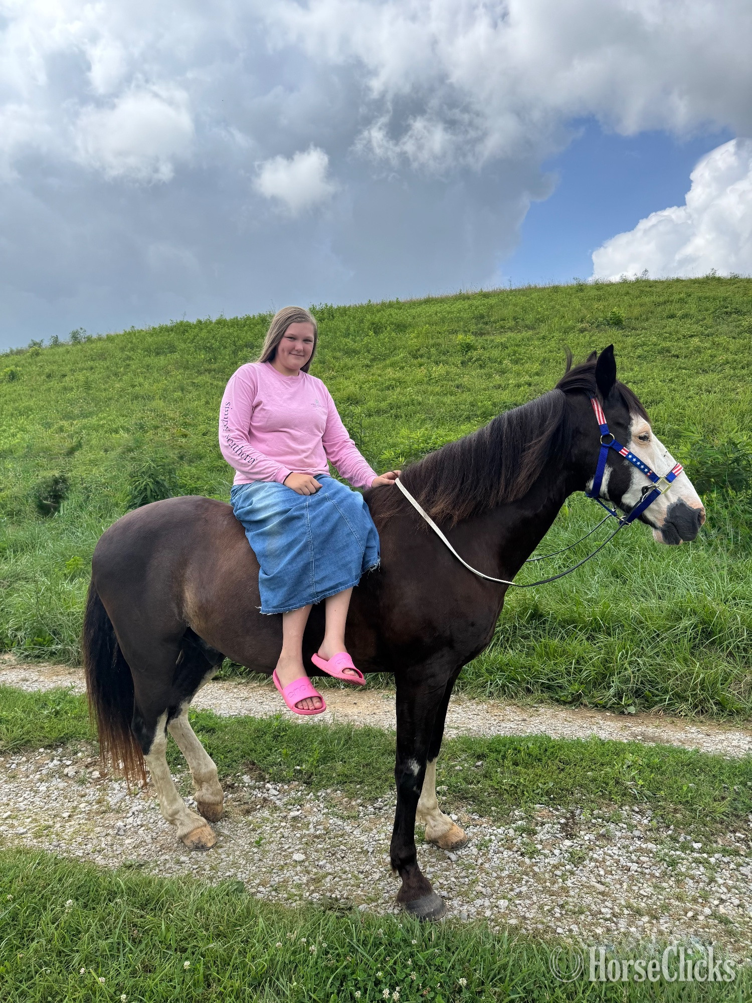 "Oreo" Black Gelding Tennessee Walker
