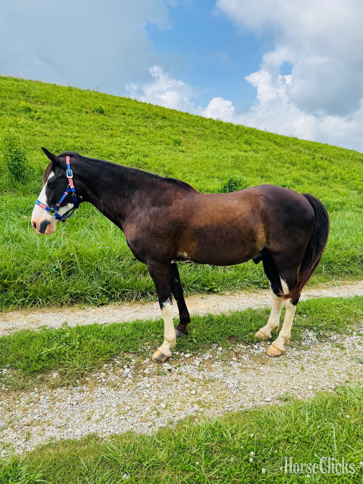 "Oreo" Black Gelding Tennessee Walker - Tennessee Walker in Kentucky