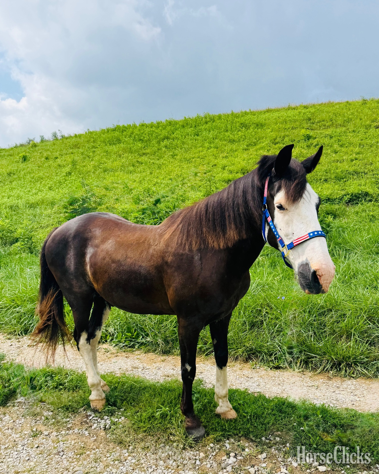 "Oreo" Black Gelding Tennessee Walker - Tennessee Walker