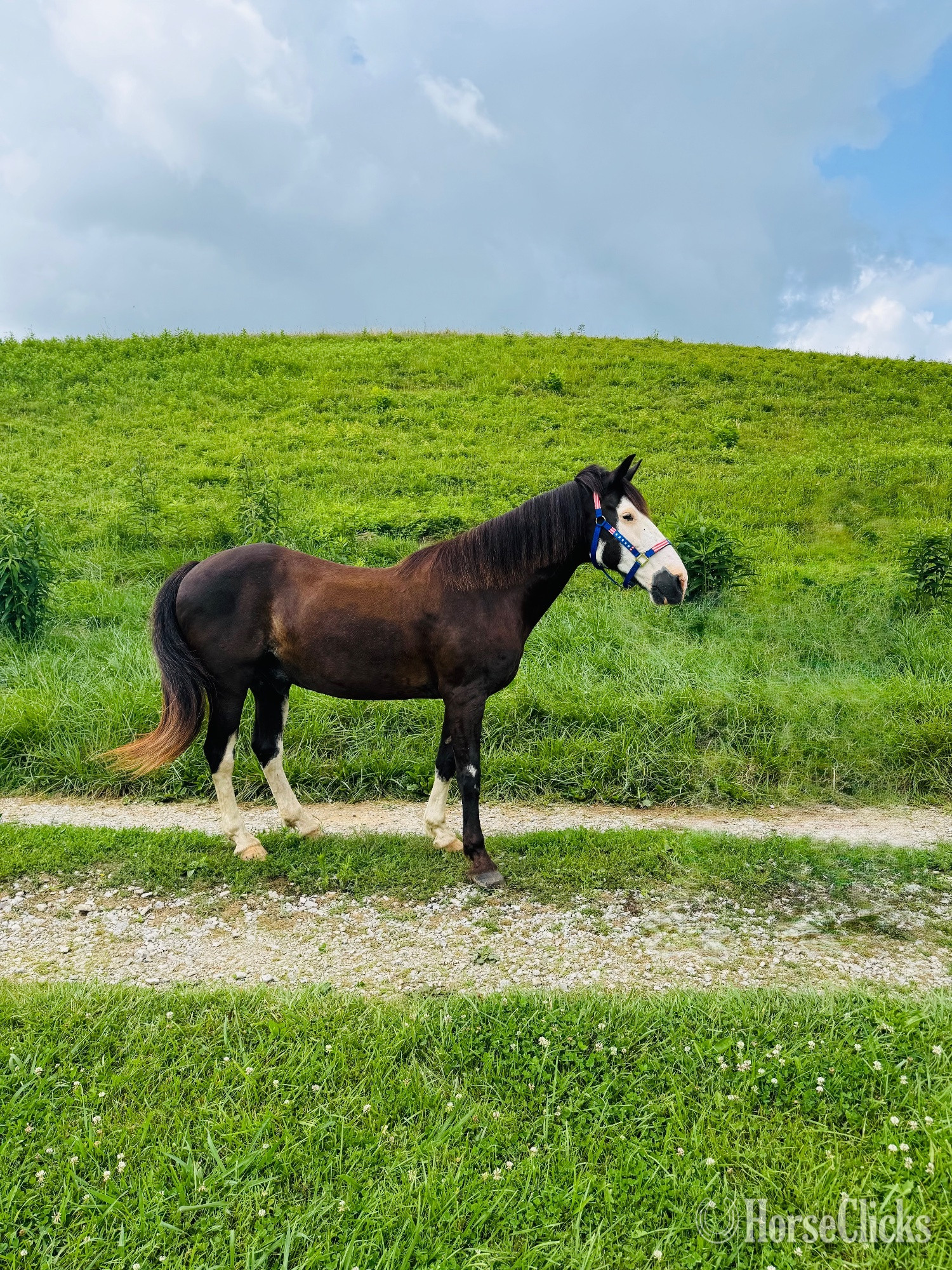 Tennessee Walker - "Oreo" Black Gelding Tennessee Walker in Kentucky