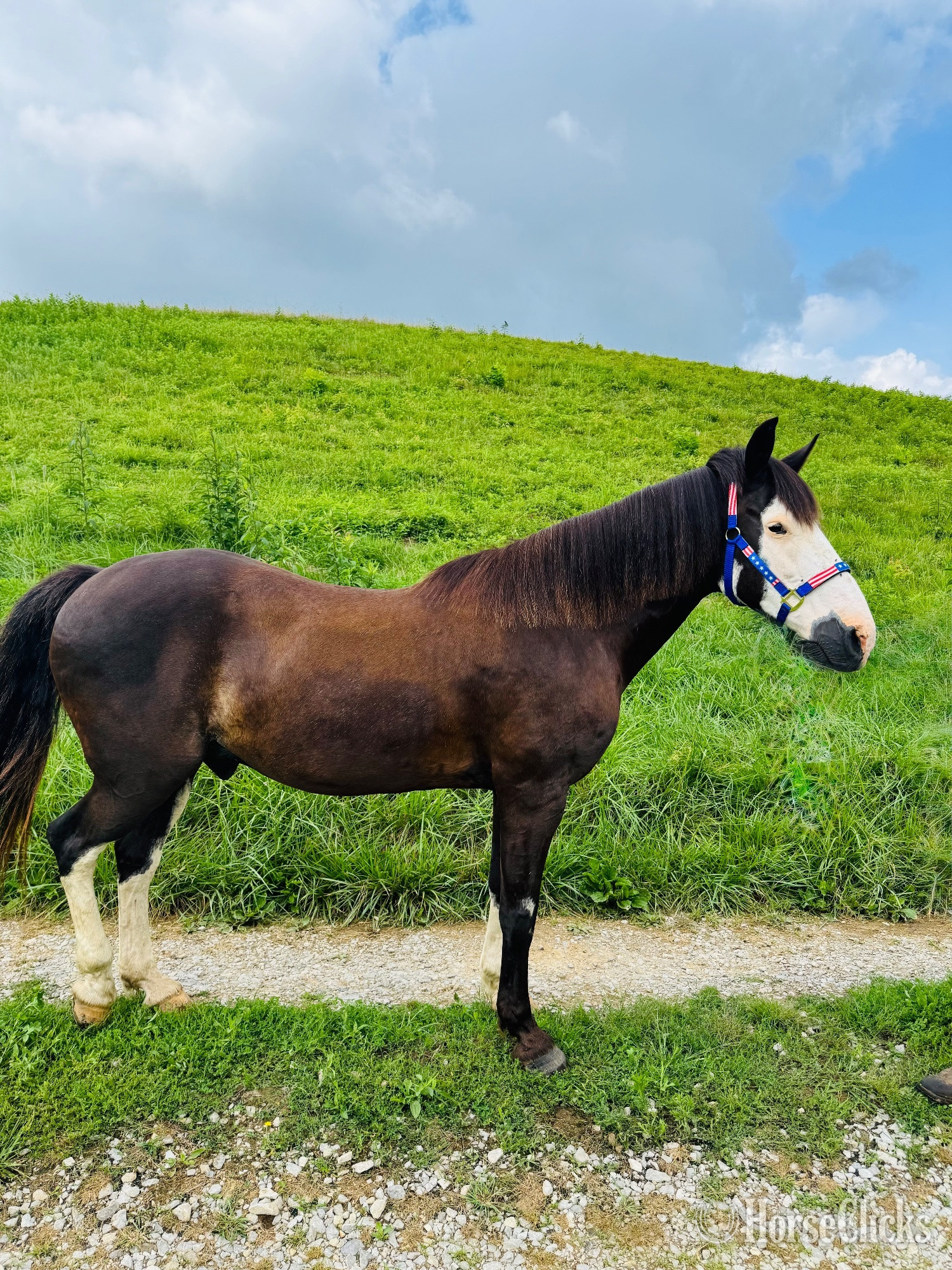 Tennessee Walker - "Oreo" Black Gelding Tennessee Walker
