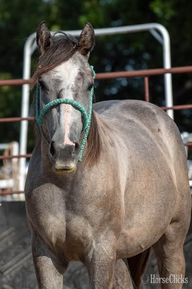 "Shimmer" Grey Filly Quarter Horse in Texas