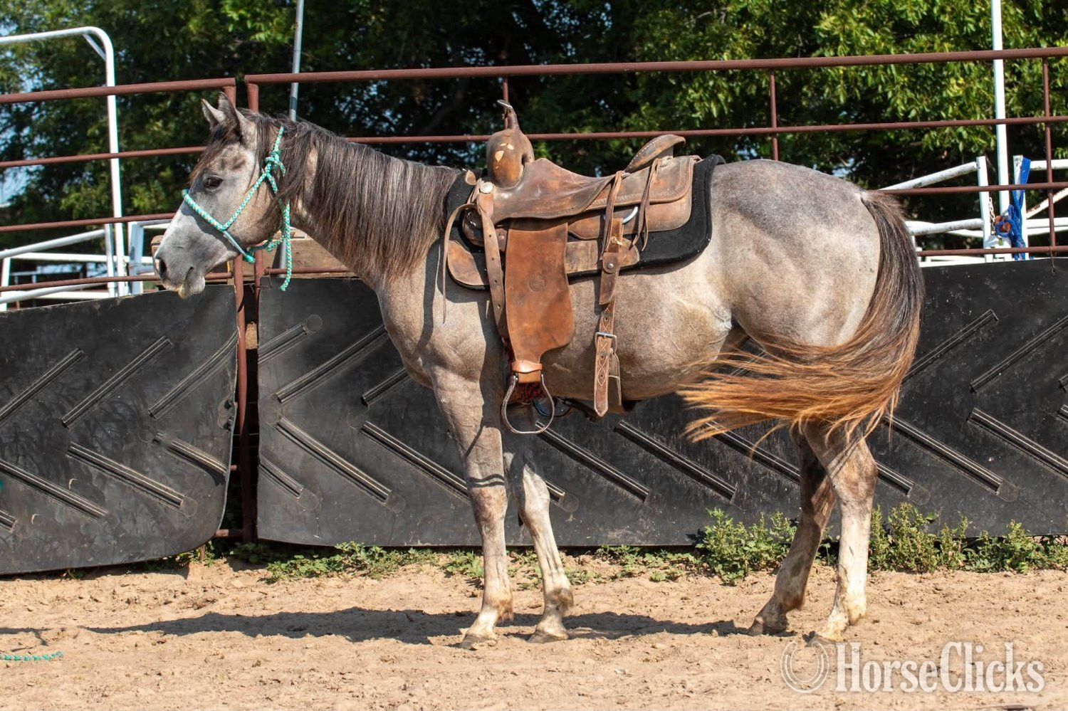 "Shimmer" Grey Filly Quarter Horse