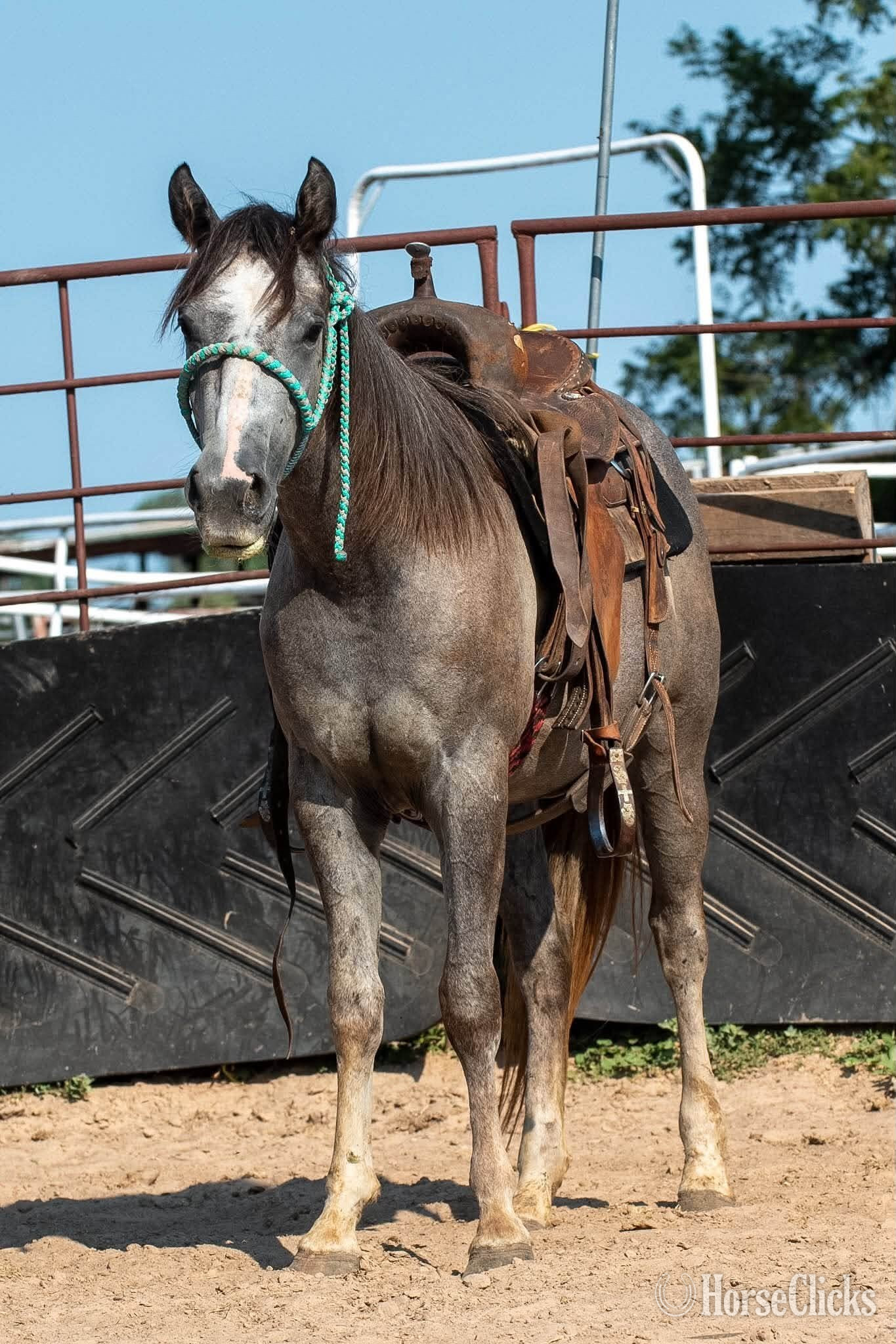 Texas "Shimmer" Grey Filly Quarter Horse