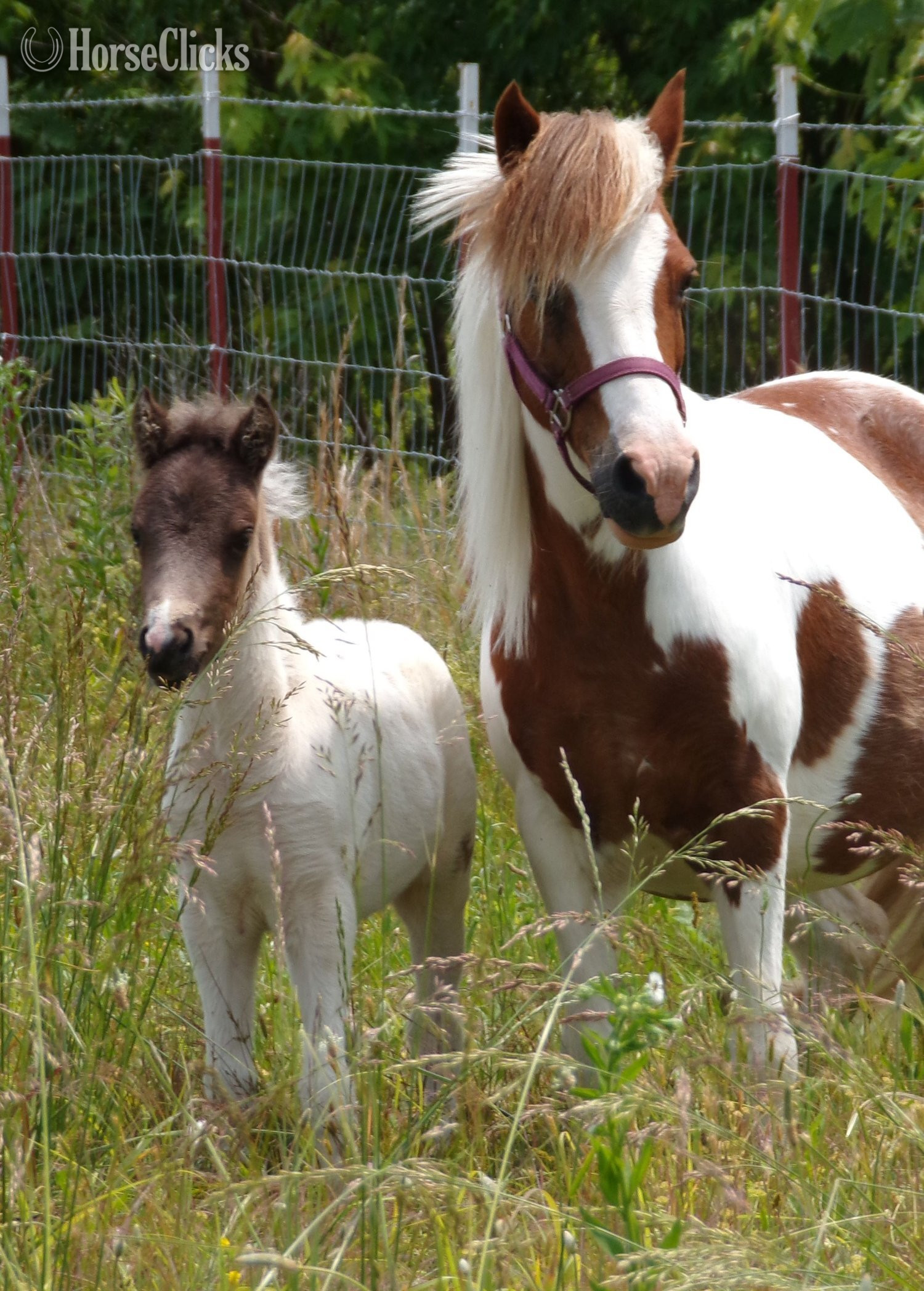 "Fog" Pinto Colt Pony in Tennessee