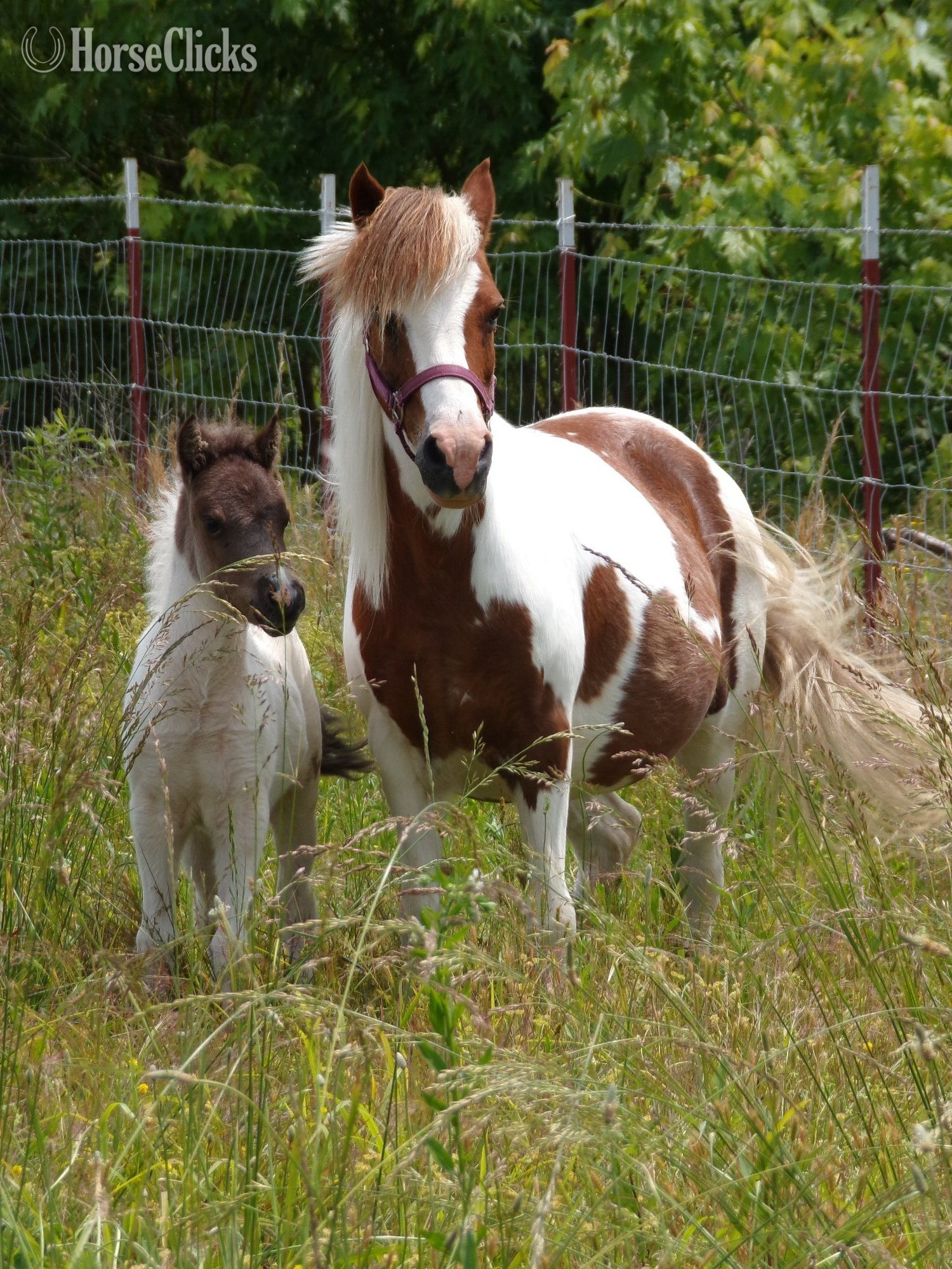 "Fog" Pinto Colt Pony