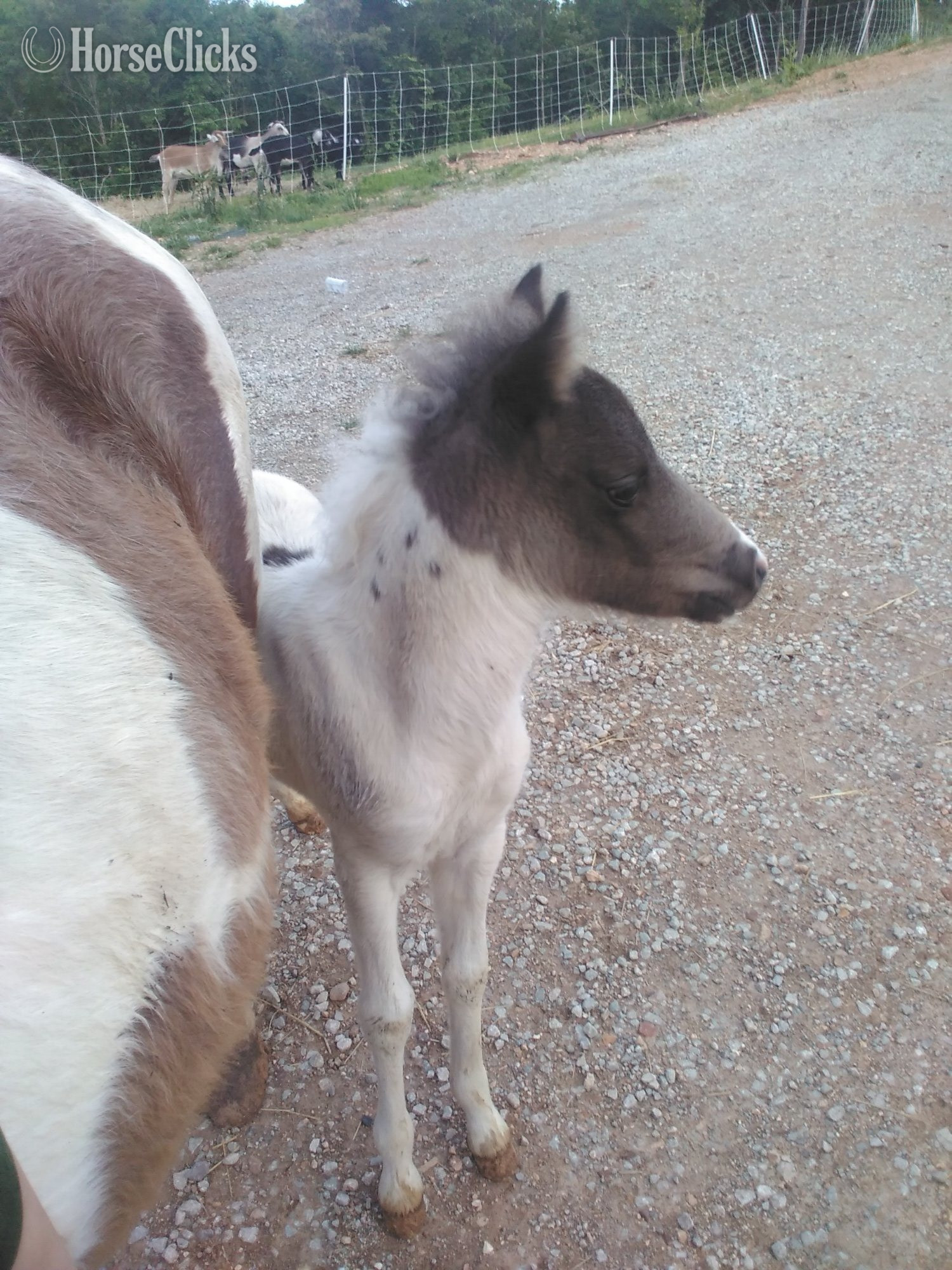Tennessee "Fog" Pinto Colt Pony