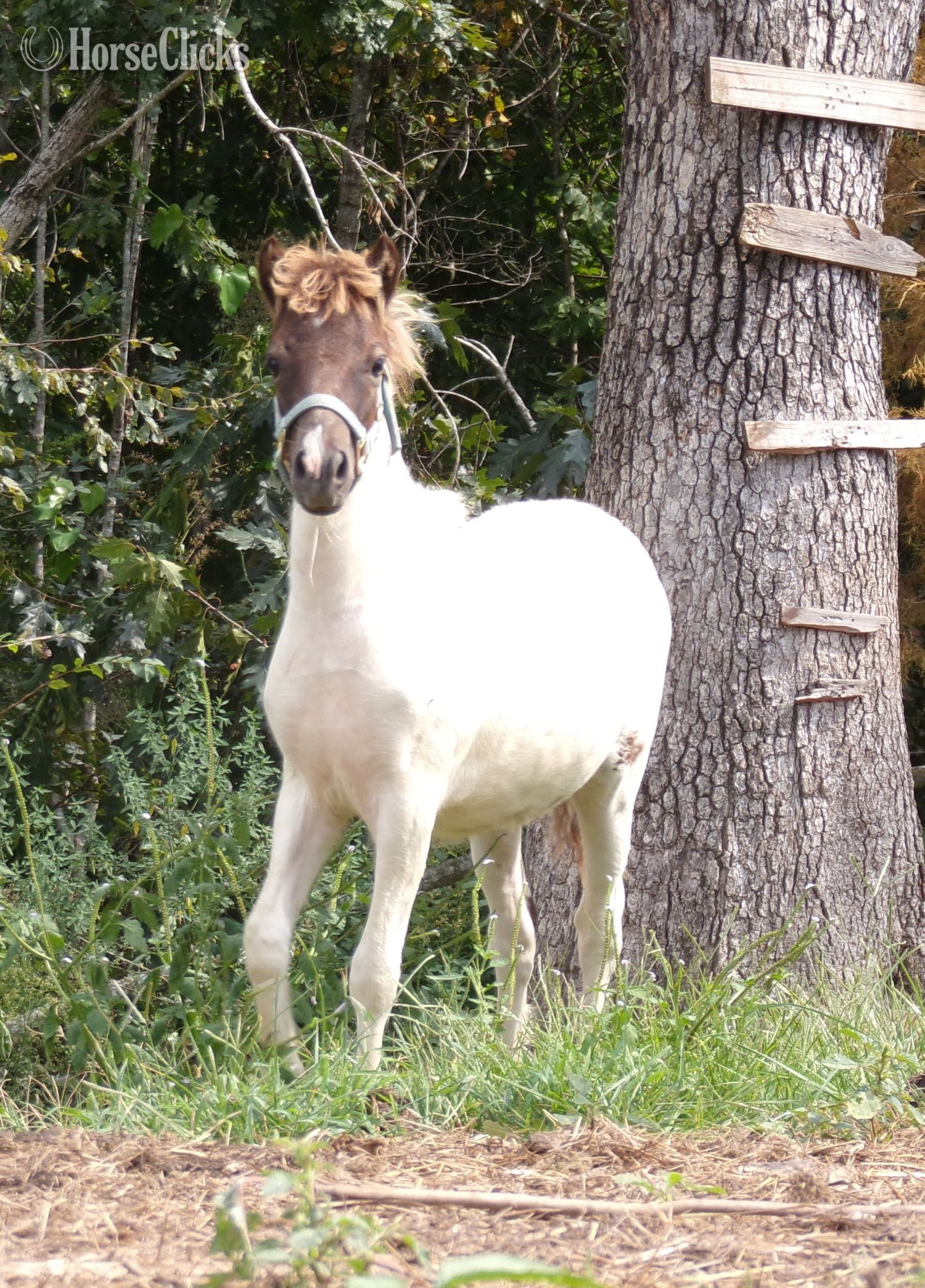 Tennessee "Fog" Pinto Colt Pony