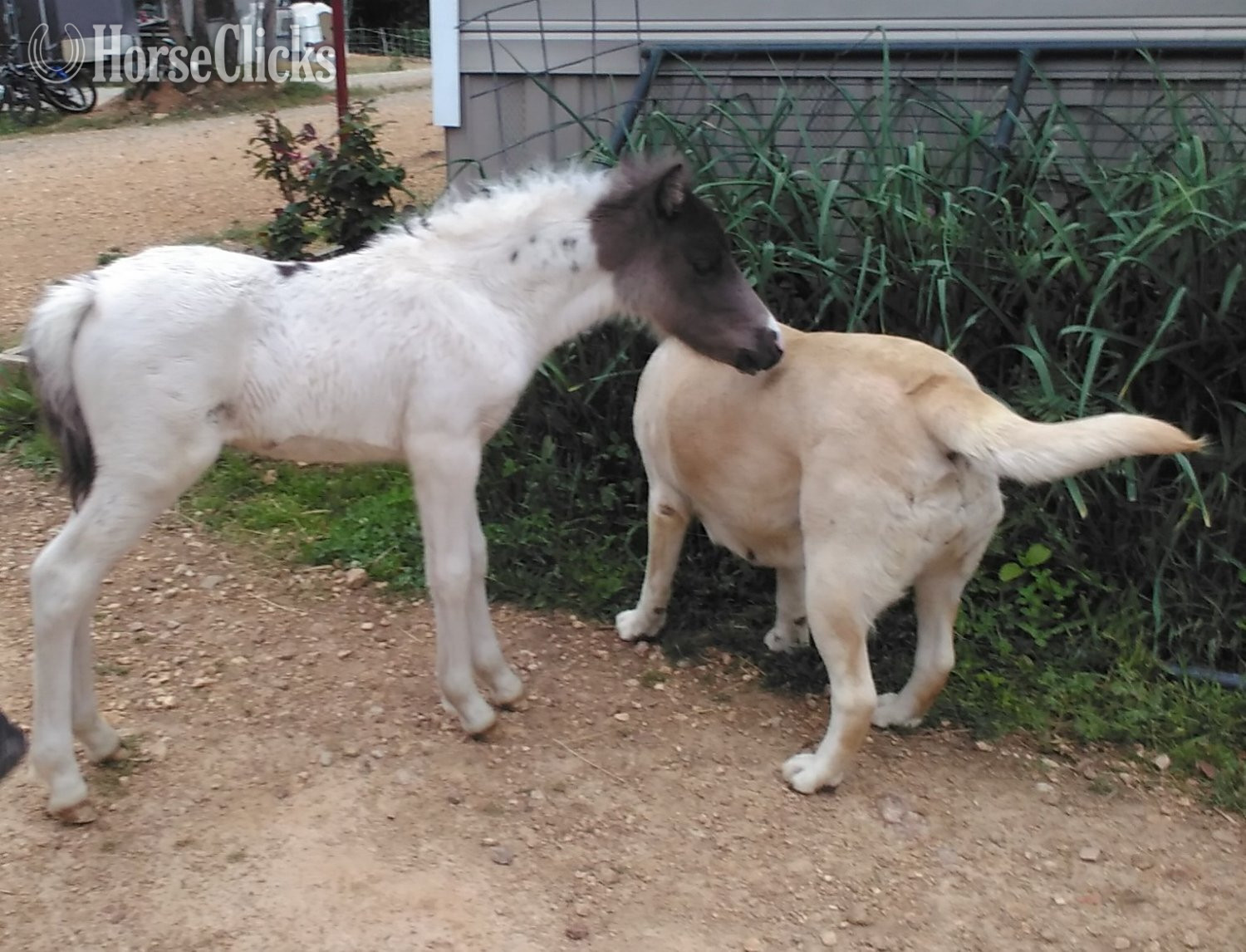 "Fog" Pinto Colt Pony - Pony in Tennessee