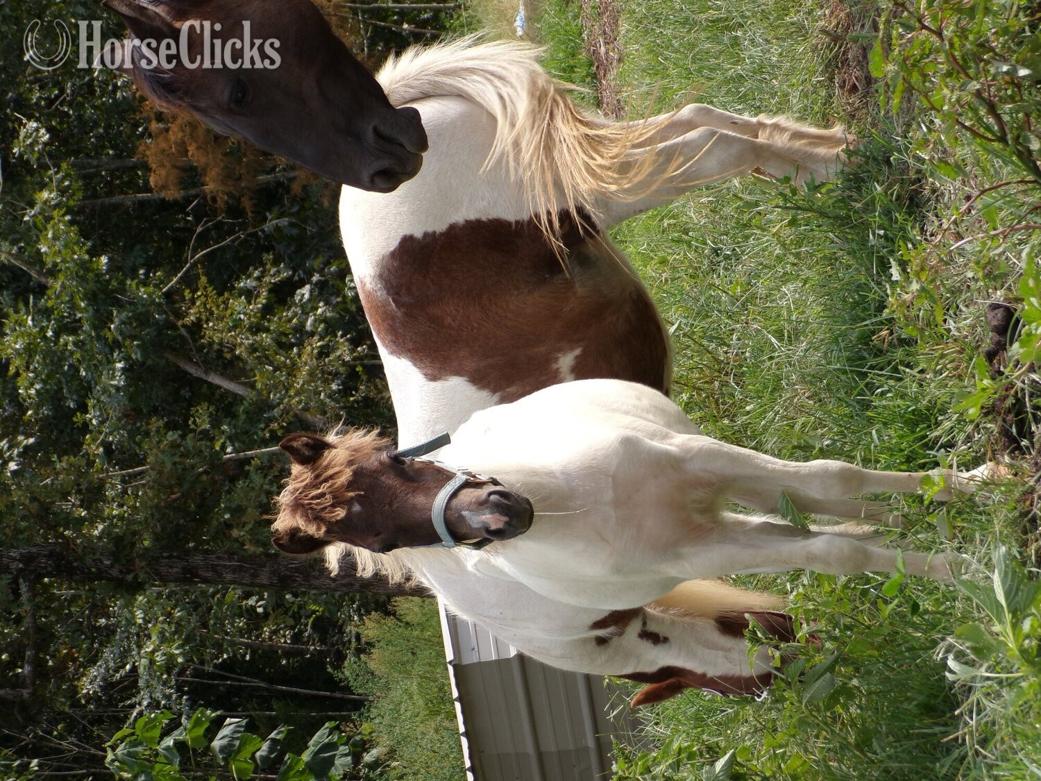 "Fog" Pinto Colt Pony - Pony in Tennessee
