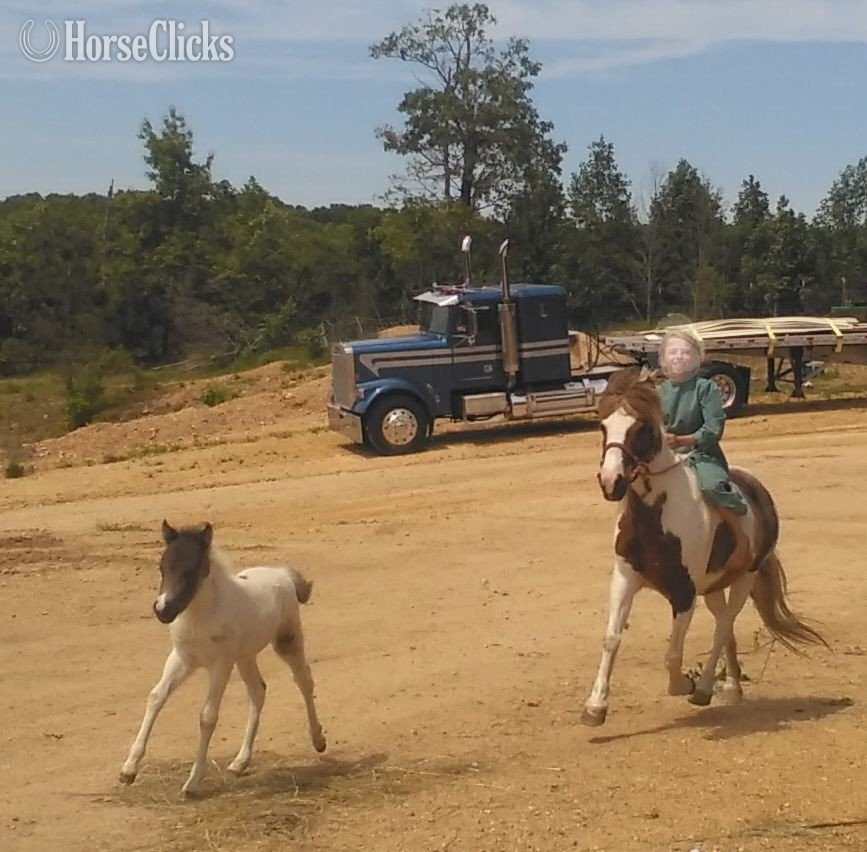 "Fog" Pinto Colt Pony - Pony