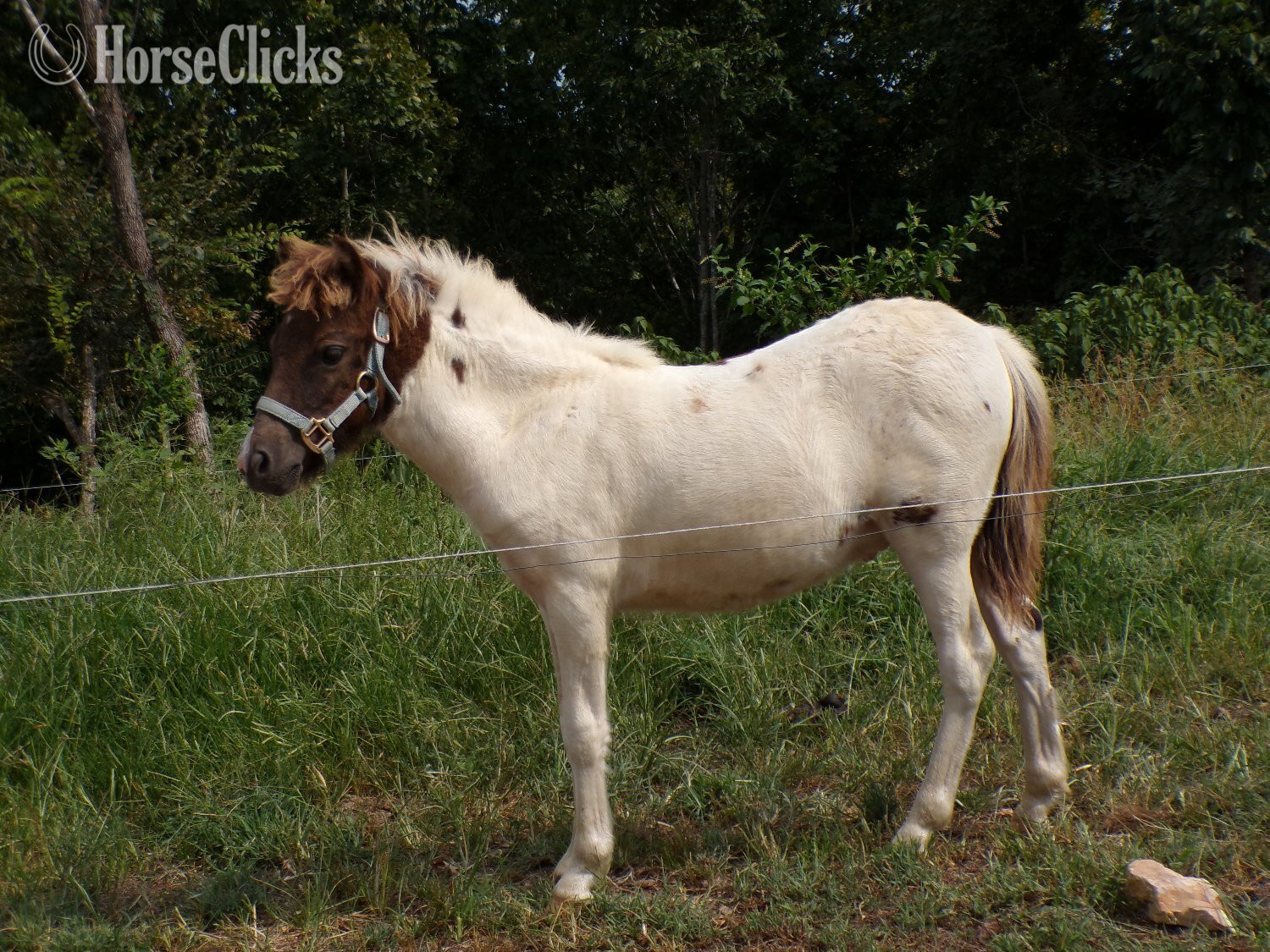 "Fog" Pinto Colt Pony - Pony