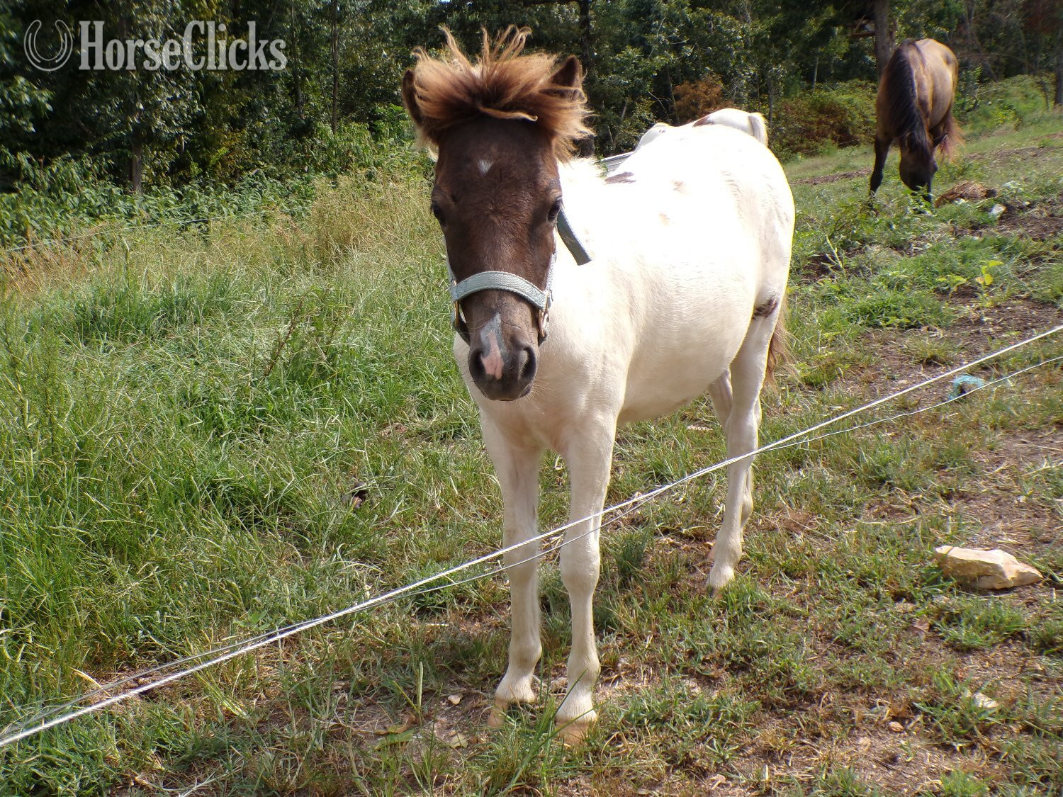 "Fog" Pinto Colt Pony Tennessee