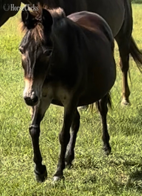 "Jake" Bay Gelding Mule in Mississippi