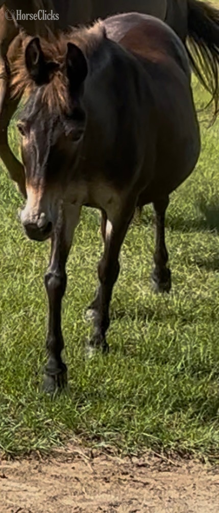 "Jake" Bay Gelding Mule