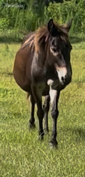 Mississippi "Jake" Bay Gelding Mule