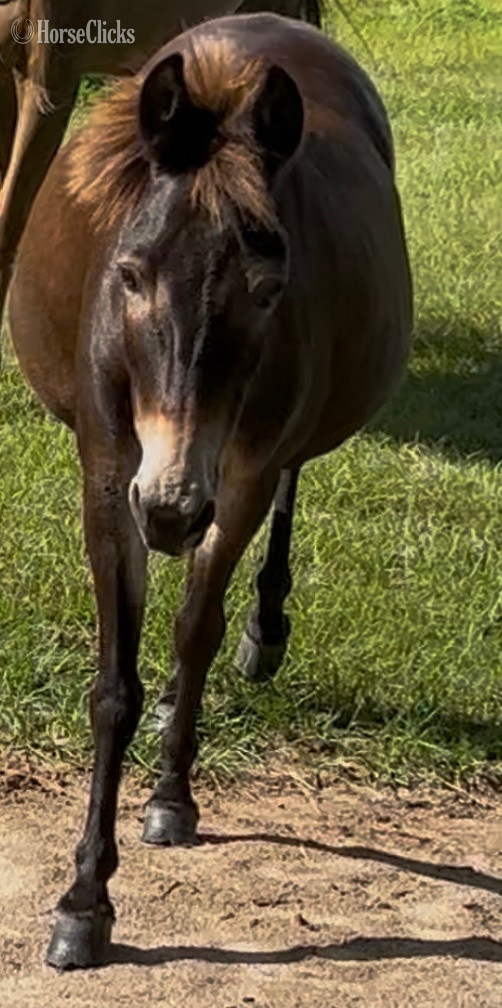 "Jake" Bay Gelding Mule - Mule