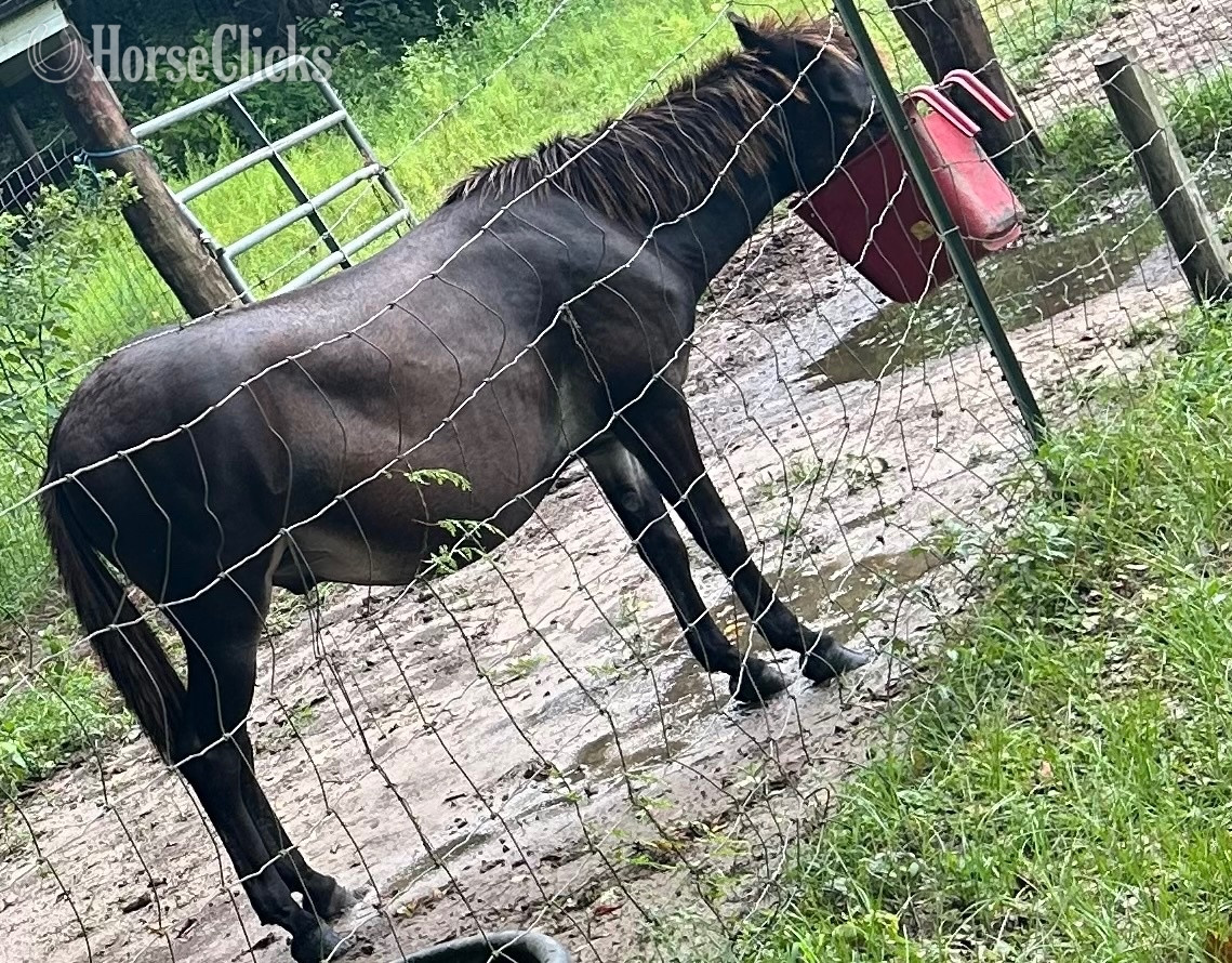 "Jake" Bay Gelding Mule Mississippi