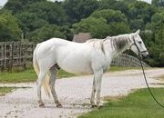 "Sterling" Grey Gelding Draft