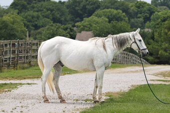 "Sterling" Grey Gelding Draft