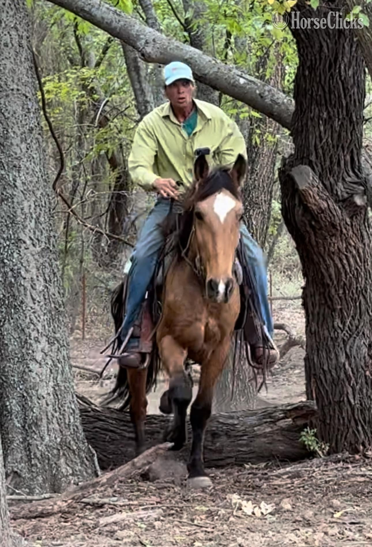 "Cardi" Buckskin Mare Draft in Texas