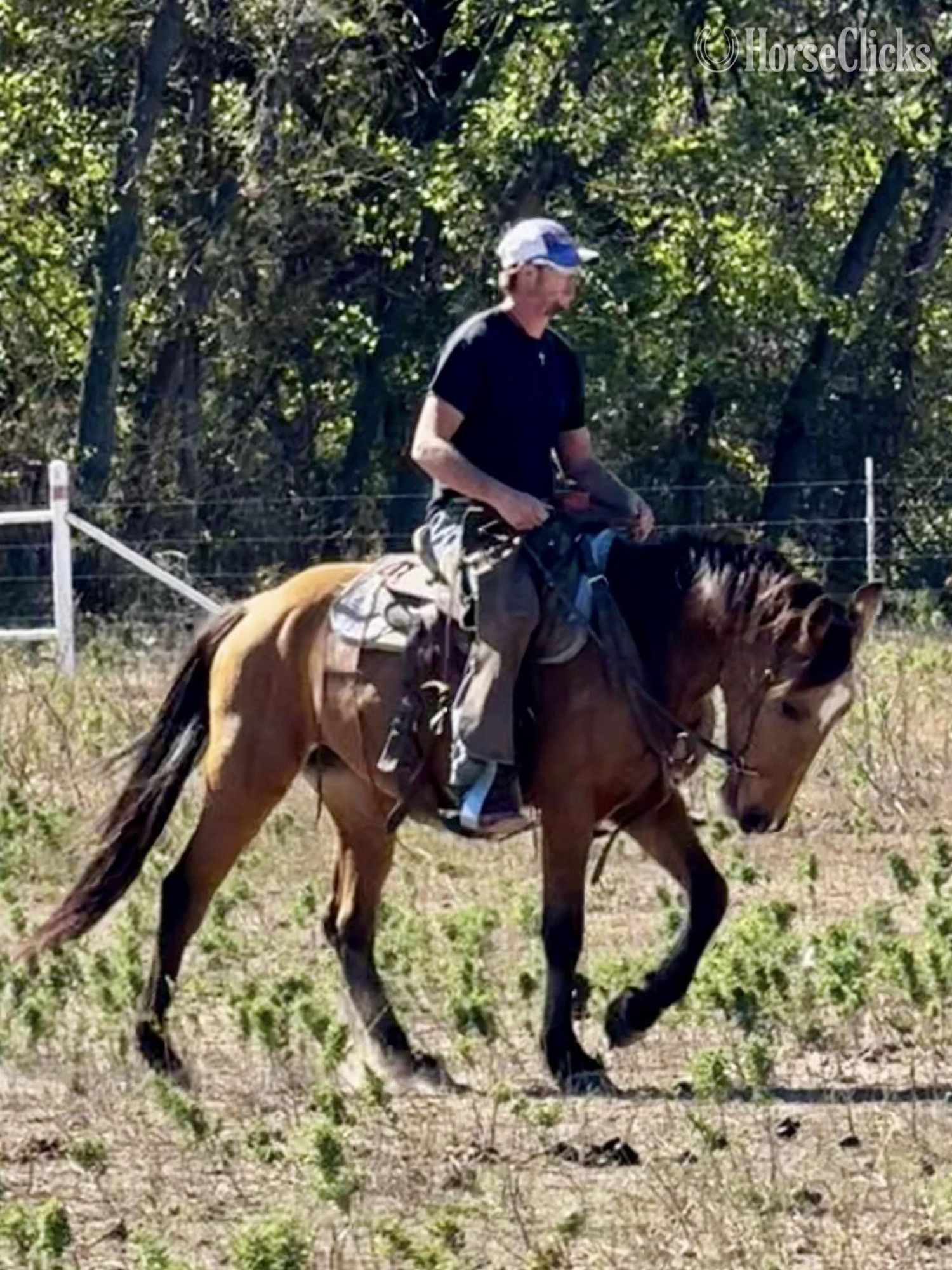 Texas "Cardi" Buckskin Mare Draft