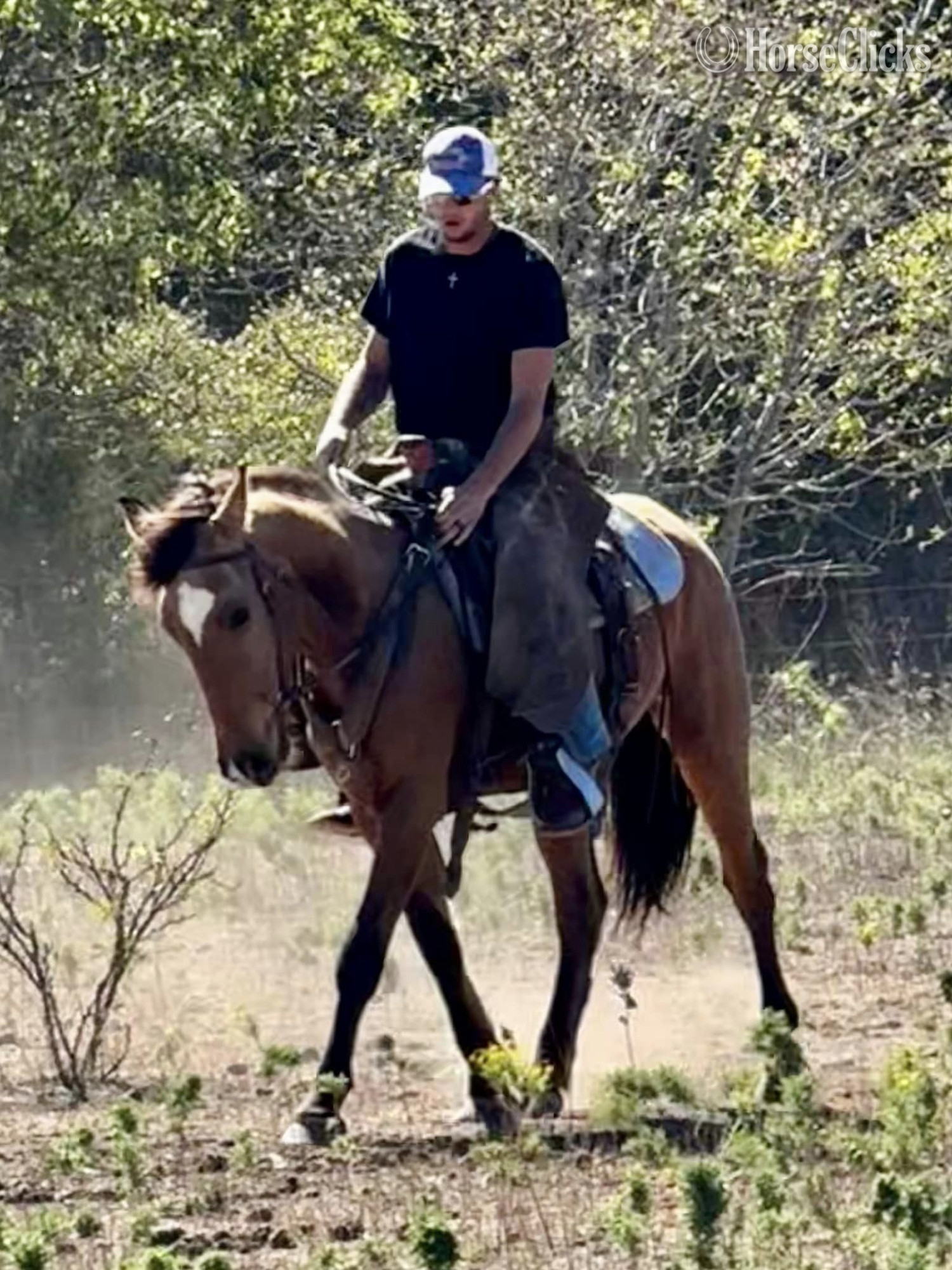 "Cardi" Buckskin Mare Draft - Draft in Texas