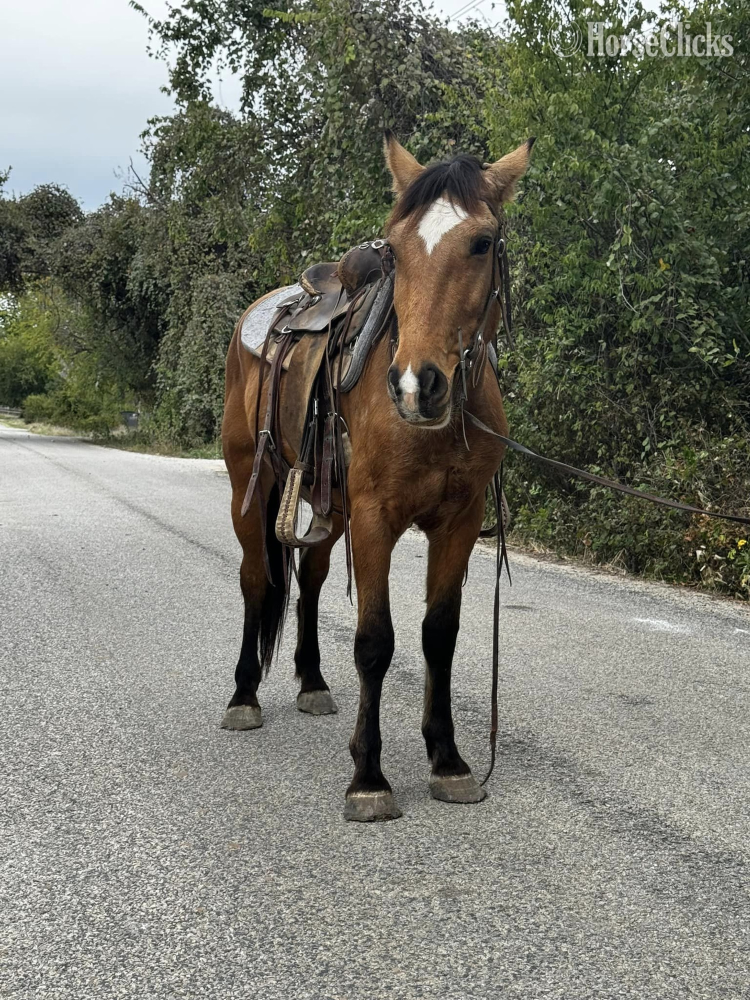 "Cardi" Buckskin Mare Draft - Draft