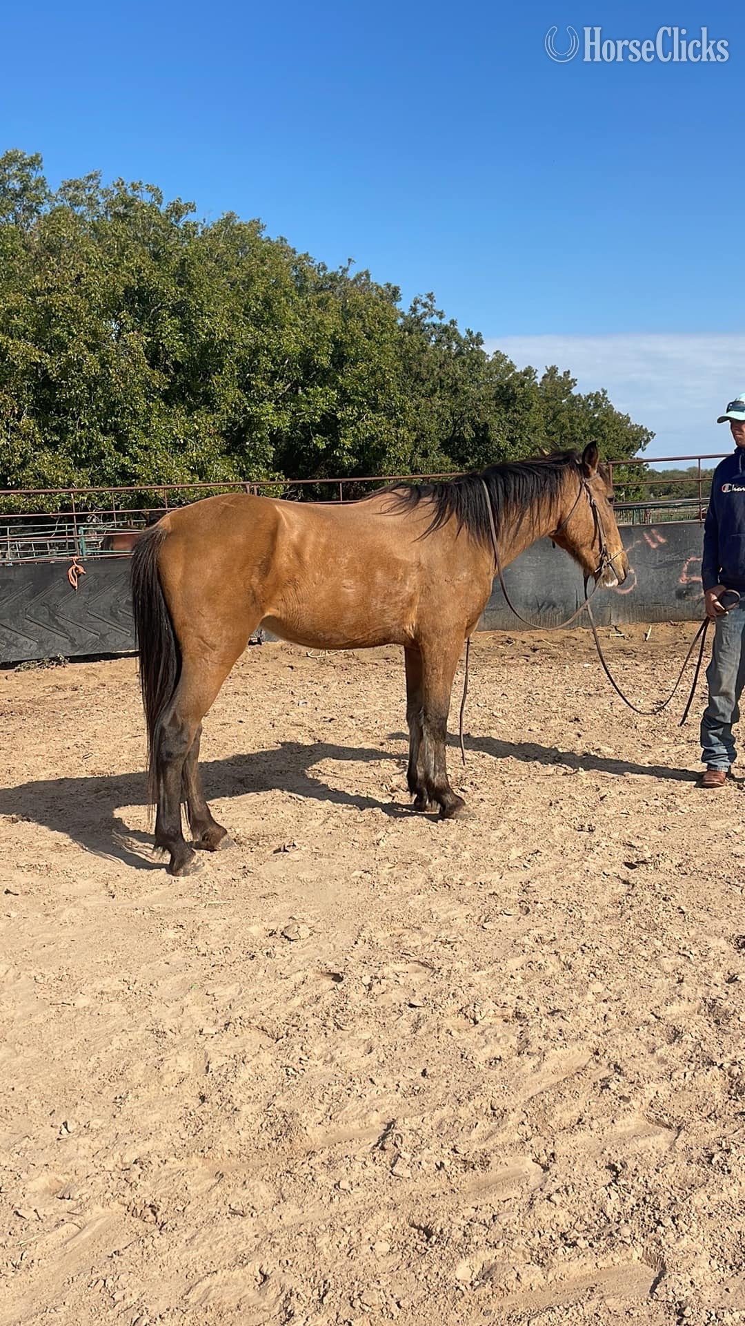 "Cardi" Buckskin Mare Draft Texas
