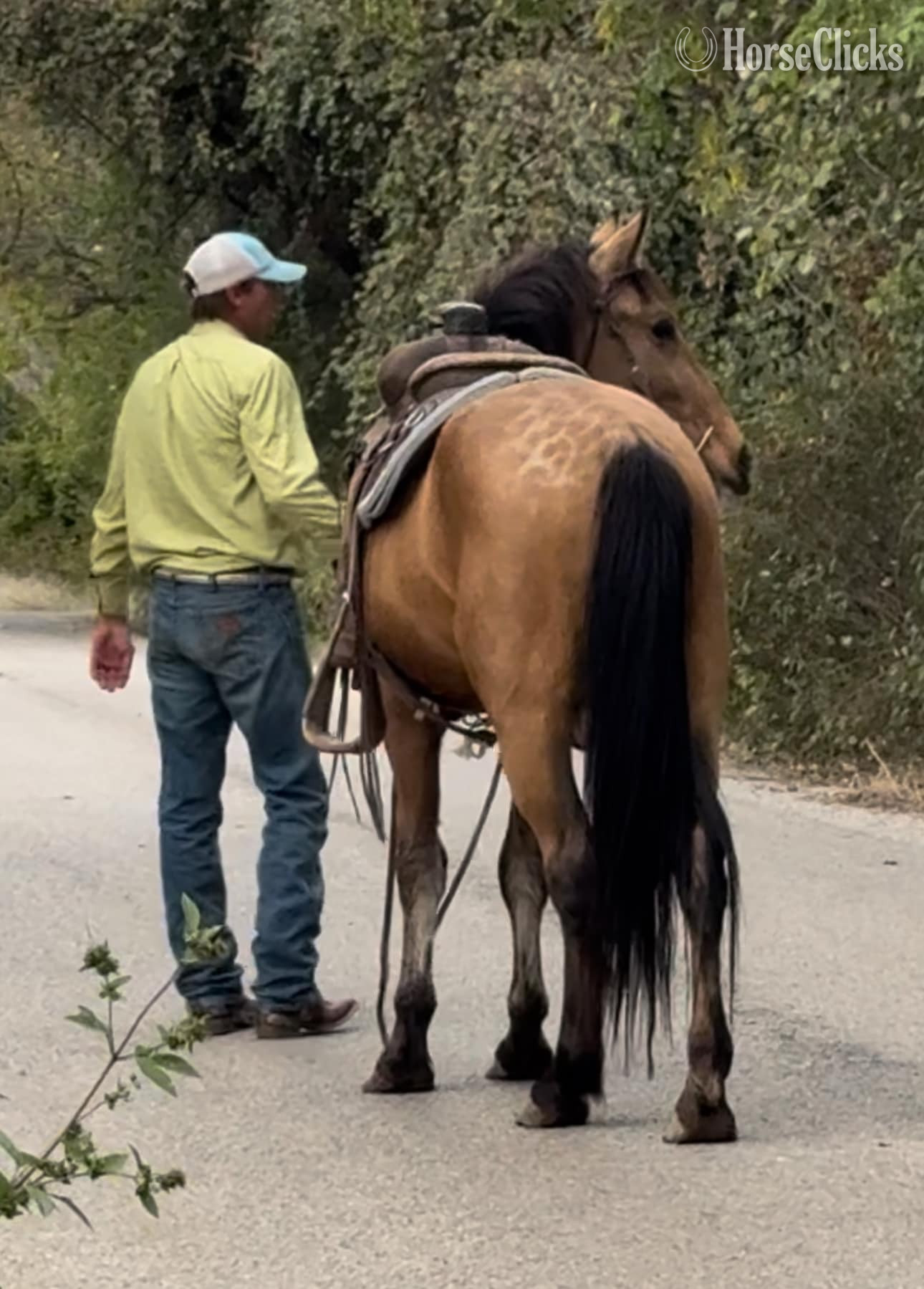 Draft - "Cardi" Buckskin Mare Draft in Texas