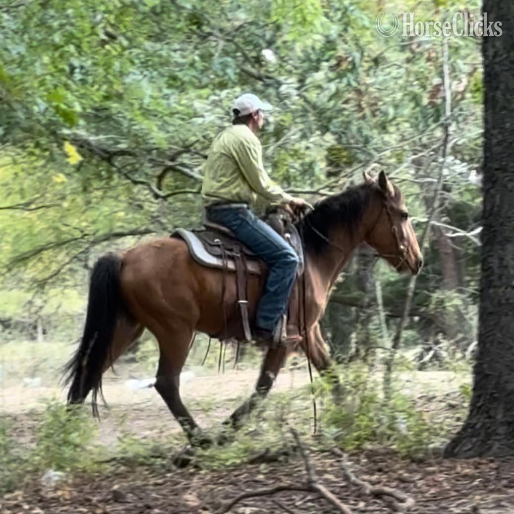 Draft - "Cardi" Buckskin Mare Draft