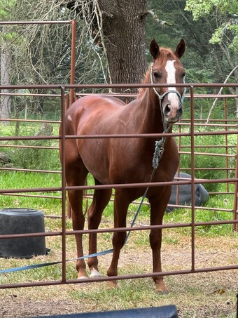 "Peppers Lil Arthur" Sorrel Stallion Quarter Horse