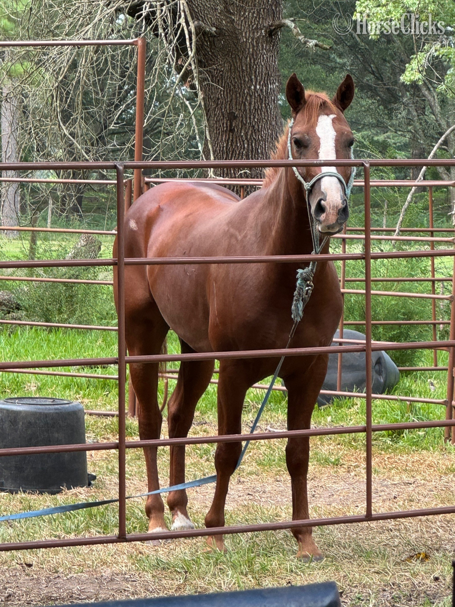"Peppers Lil Arthur" Sorrel Stallion Quarter Horse in Texas